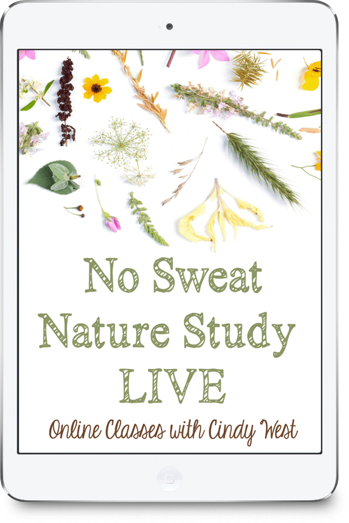No Sweat Nature Study Live!